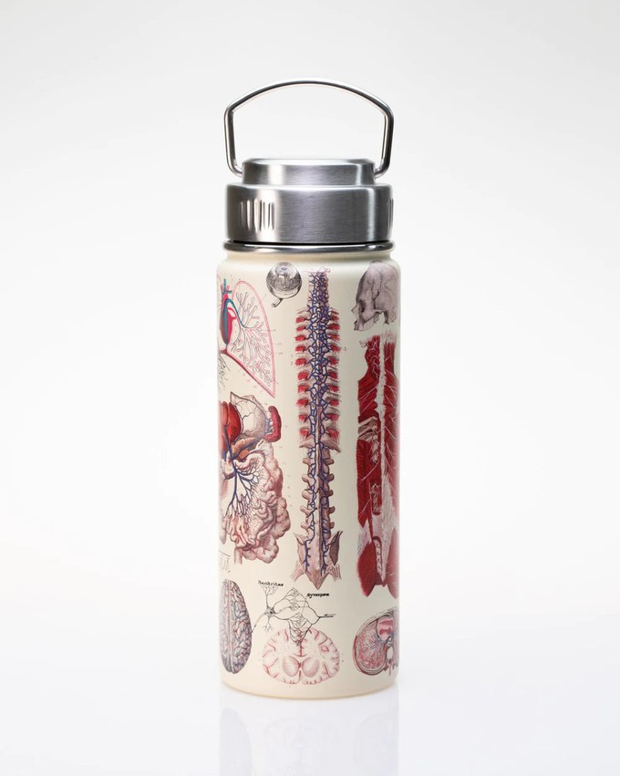 Drinking Bottle Vascular Anatomy (500ml) from Fairy Positron