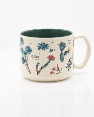 Mug Succulents from Fairy Positron